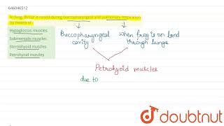 In Frogthroat is raised during buccopharyngeal and pulmonary respiration by means of  12  AN [upl. by Sido502]