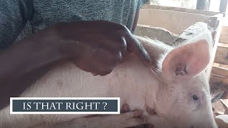 How You Can Vaccinate Your Pigs Even As A Beginner in 2024 [upl. by Man]