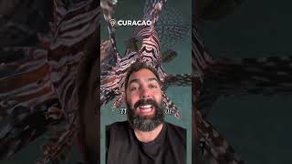 I am in Curaçao Have you ever tried Lionfish travel oceanlife curacao [upl. by Llenil]