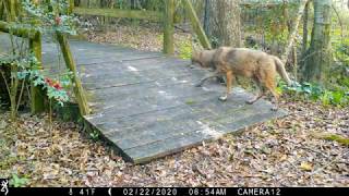 Backyard Trail Camera Bridge Cam 2 18 months South Louisiana [upl. by Arnst]