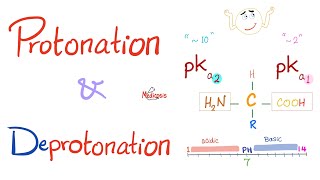 Amino Acids Part 3 pH and Pka  Biochemistry for MCAT DAT NEET [upl. by Maag]