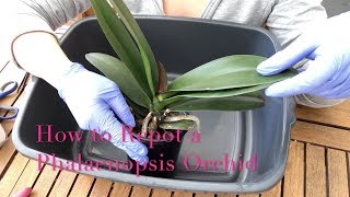 Repotting a Phalaenopsis Orchid  Beginner Care Tips [upl. by Helsie]