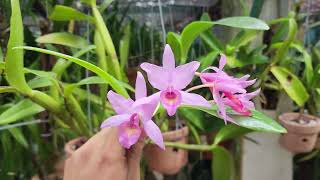 Orquídea Guarianthe x Laeloides Guarianthe Skinneri x Guarianthe aurantiaca [upl. by Sublett]