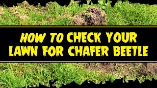 Beetle Mania  How to check your lawn for Chafer beetle grubs [upl. by Yvon]