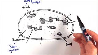 A2 Biology  Chloroplast structure OCR A Chapter 173 [upl. by Champagne]