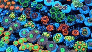 Zoanthid Identification  35 Different Types  CloseUp 4k Ultra HD [upl. by Eem961]