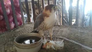 kestrel bird trapped in ktk kpk bird lovers peragrin Falcon hunter kpk Pakistani Falconry Falcon [upl. by Nohtanoj]