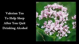 Valerian Tea To Help Sleep After You Quit Drinking Alcohol [upl. by Nigle35]