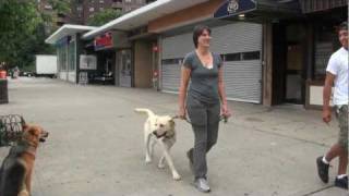 Labrador Learns to Walk on the leash  Dog Training  DCTK9  Part 3 [upl. by Aidyl]