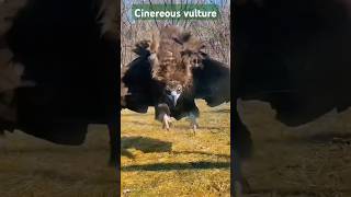 Cinereous vulture vultures wildlife wildbirdlife nature shorts [upl. by Dominik]