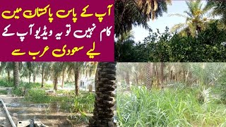 Pakistan mein kaam nahi milta saudi arab majra ka kaam dekhye khajur ka baag saudia vlog alhasa city [upl. by Sialac]