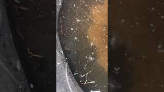 What is this larvae in my bird pool [upl. by Aihcrop]