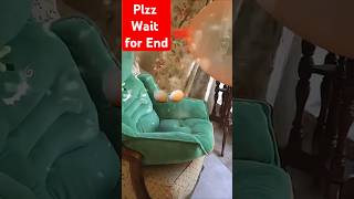 Amaira ka balloon foot Gaya 😱😂 shorts trending viralvideo amaira balloon cat funny comedy [upl. by Tomi]