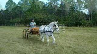 Sam Drives Razzy  Horse and 2Wheel Carriage [upl. by Hayidan]