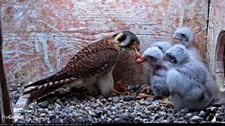 Feeding Time On American Kestrel Cam – June 28 2018 [upl. by Nabalas]