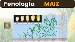 quotEl Maíz en Todas sus Etapas Fenología en Detalle 🌽🔍 [upl. by Idnyl]