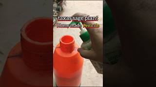 home made pesticideTexas sage plant treatment shortsvideo bloomwithsi [upl. by Mordy857]