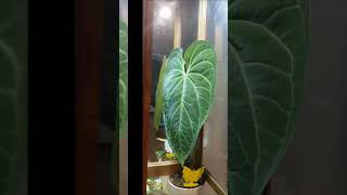 Anthurium Magnificum I love her leaf 😍 anthurium shorts plant indoorplants houseplants [upl. by Oakes]