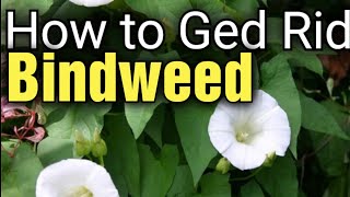 Ultimate Guide Eliminate Bindweed Fast and Effectively  Top Tips for a WeedFree Garden [upl. by Zoara]