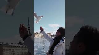 Bird feeding in Sweden🇸🇪🦅 shorts travel sweden [upl. by Ary]