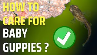 Guppy Fry Care – How to Care for Baby Guppies [upl. by Romelle]