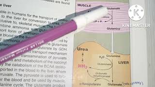 Chapter 19 Protein metabolism Lippincott part 2 Oxidative Deamination Reactions [upl. by Lirrad]