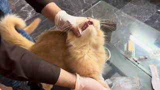 New Virus of pets  Cats Virus  Cats Deworming  Pet Vaccinations  Full Vlog Cats Vet Visit [upl. by Aerdnaz]