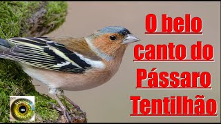 O belo canto do pássaro Tentilhão O tentilhãocomum Fringilla coelebs [upl. by Devitt]