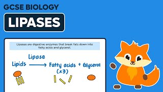 Digestive Enzymes Lipases  GCSE Biology [upl. by Akkahs]