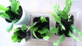 How to Propagate Christmas Cactus  100 Success  게발선인장 [upl. by Ellett]