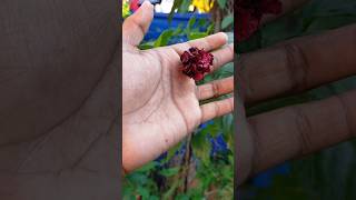 Flower Blooming tnau coimbatore trending trendingshorts nature [upl. by Cissy]