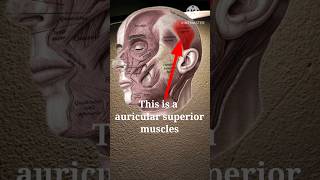 auricular superior auricular superior muscle  auricular origin and nerve  head muscle  shorts [upl. by Tengdin]