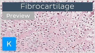 Fibrocartilage location and tissue function preview  Human Histology  Kenhub [upl. by Enyaw]