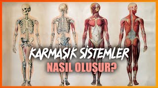 Her Şey Dağılmak Zorundaysa Yaşam Nasıl Evrimleşti  Karmaşık Sistemler [upl. by Yessej]