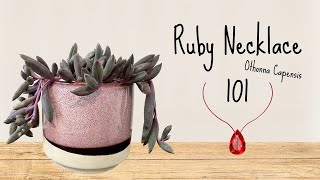 Ruby Necklace 101┃Othonna Capensis [upl. by Binette]