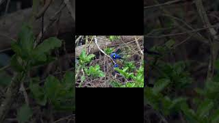 Blacknaped Monarch birds birdsounds birdslover natureandbirdssoundsrelaxingmusic [upl. by Sebastian117]