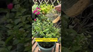 Plant care tips  DIY home remedies for plant growth  Homemade fertilizer for plants gardening [upl. by Januisz]