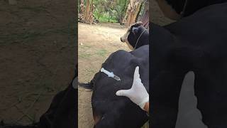 Injection in cow 💉 veterinary cow animals doctors shorts short [upl. by Alauqahs]