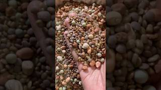 All mixed sprouts for weight loss rasagnyaritu food momdaughter weightloss allmixedsprouts [upl. by Boehike]