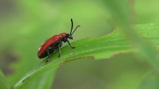 Scarabée rouge  Criocère du Lys [upl. by Airan]