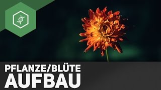 Pflanze und Blüte Aufbau  einfach erklärt [upl. by Doss]