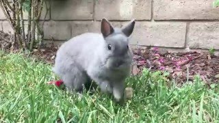 Happy Bunny Jumping [upl. by Leicam]