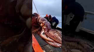 Giant Deep Sea Creature Caught by Fishermen🐙🦑🦀deepseafishing fishingexploration giantseacreature [upl. by Madi142]