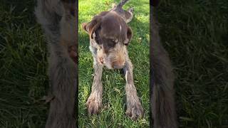 Playing with my German Wirehaired Pointer Gunner pointers germanwirehairedpointer ball play pup [upl. by Eveiveneg]