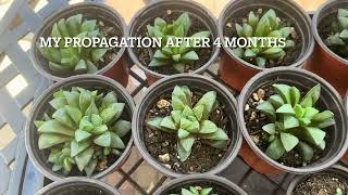 Haworthia Propagation Update [upl. by Gney]