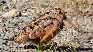 American Woodcock doing his smooth mating dance for females [upl. by Oilla686]