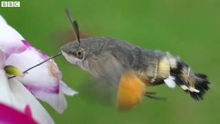 Hummingbird moths colonise UK BBC News [upl. by Akenahc377]