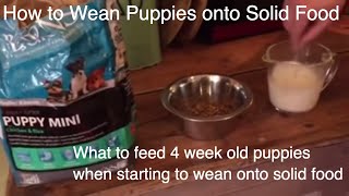 What to feed 4 week old puppies when starting to wean onto solid food part 1 [upl. by Bael]