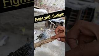 This Angry Budgie Attacks me budgie virel shorts [upl. by Rasla]