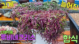 길게 늘어진 다육식물 루비네크리스 합식Othonna capensis quotLittle Pickles [upl. by Llebiram]